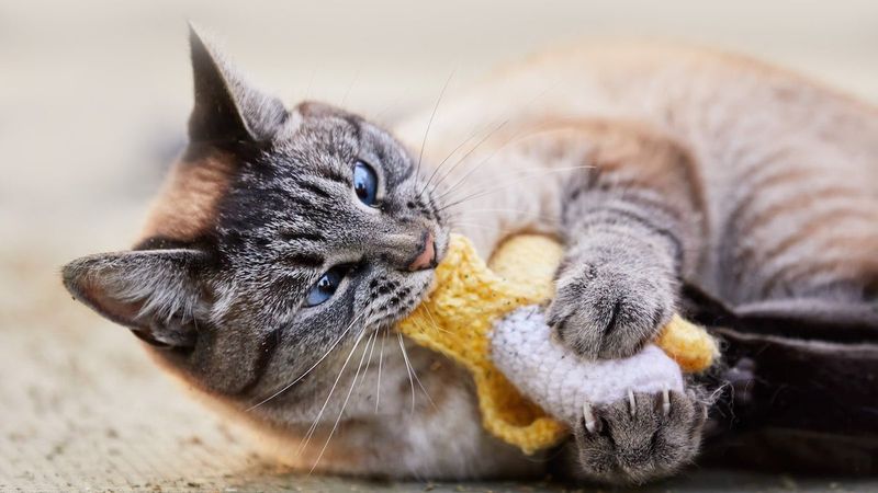 Provide Dental Chew Toys