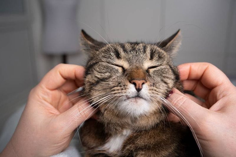 Master The Art Of Cat Massage