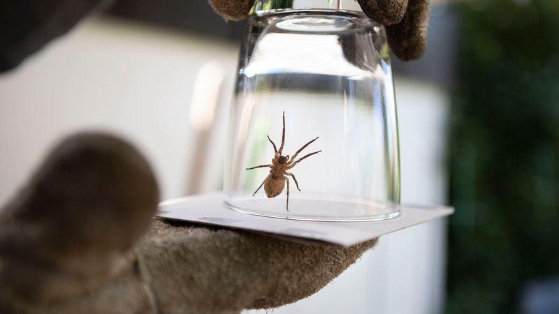Relocate Them With A Simple Capture Method