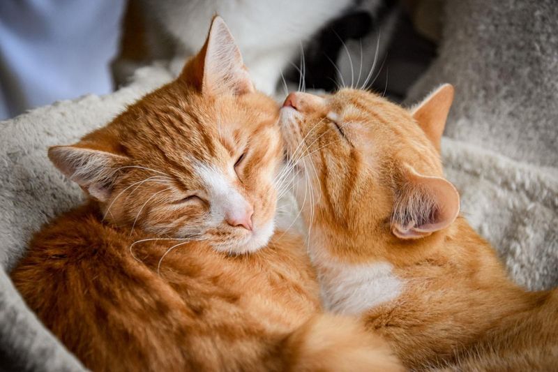 Built-in Companionship