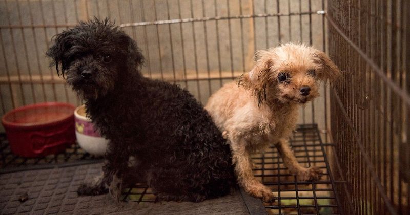 Difficult to Find Quality Breeders