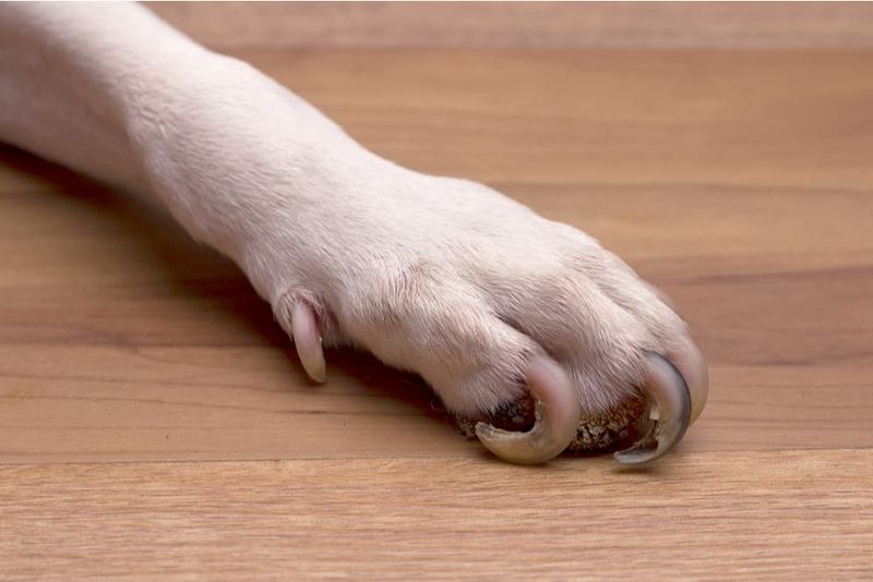 Overgrown Nails Clicking On The Floor