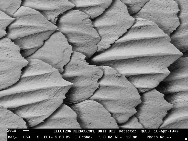 Unique Skin Texture