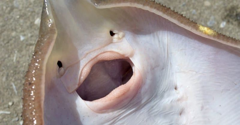 Mosaic Mouth Floors