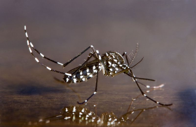 The Growing Threat Of Invasive Insects To Human Health