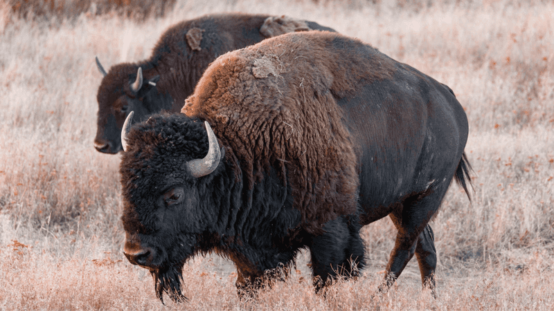 America's First Conservation Success
