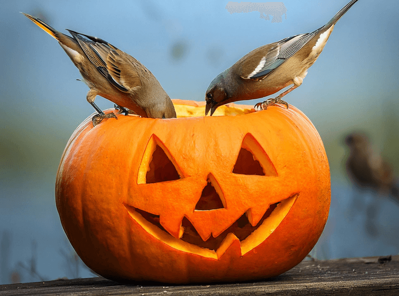 Pumpkin Seeds – Nutritional Goldmine