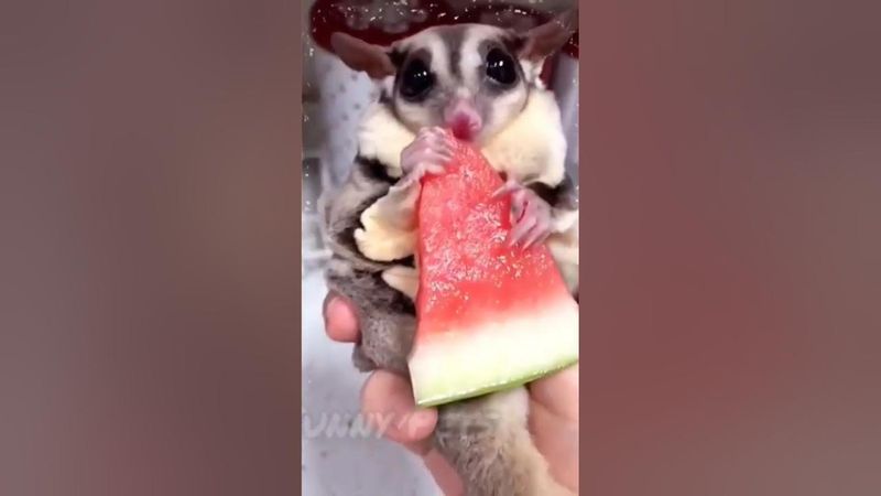 Watermelon Bites