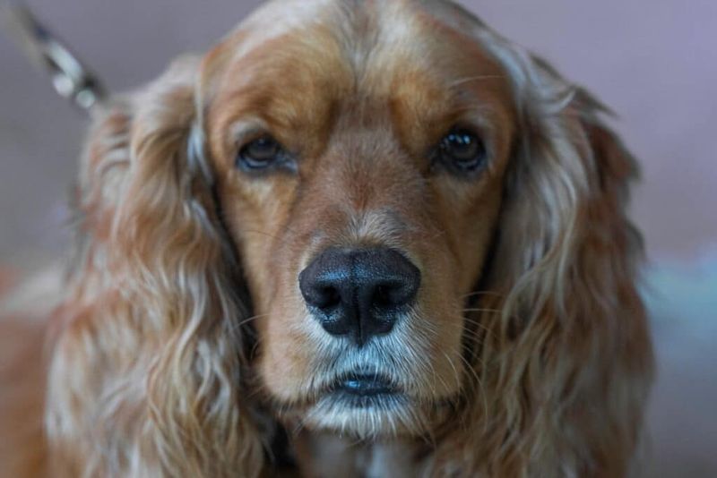 Cocker Spaniel