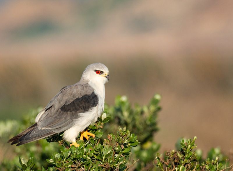 Mississippi Kite