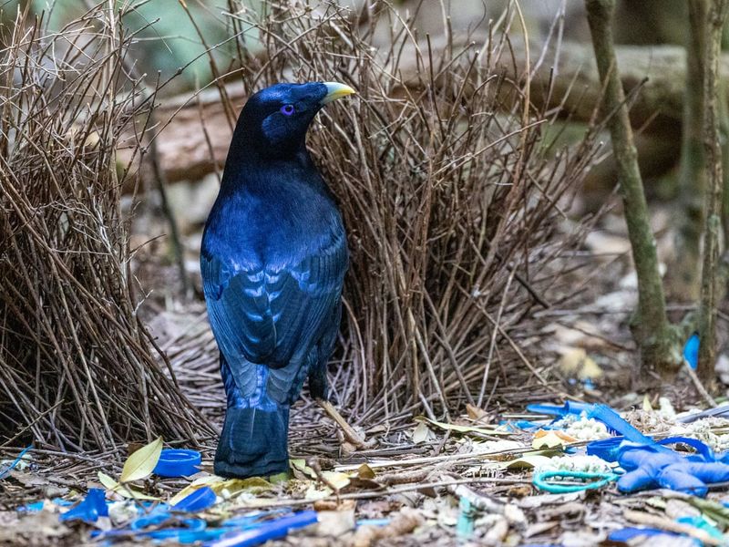 Ingenious Nest Architects: Bowerbirds