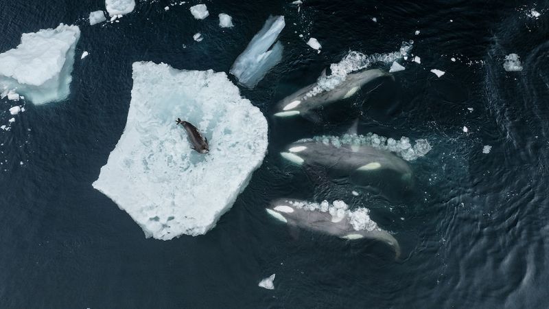 Using Waves To Knock Seals From Ice Floes