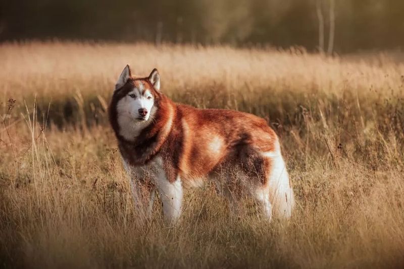 Sable Husky