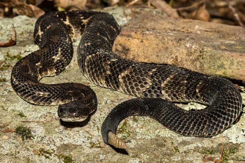 Undercover Danger: Timber Rattlesnake
