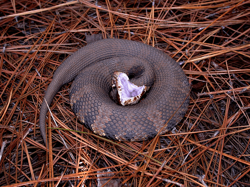 Cottonmouth – Aggressive and Venomous