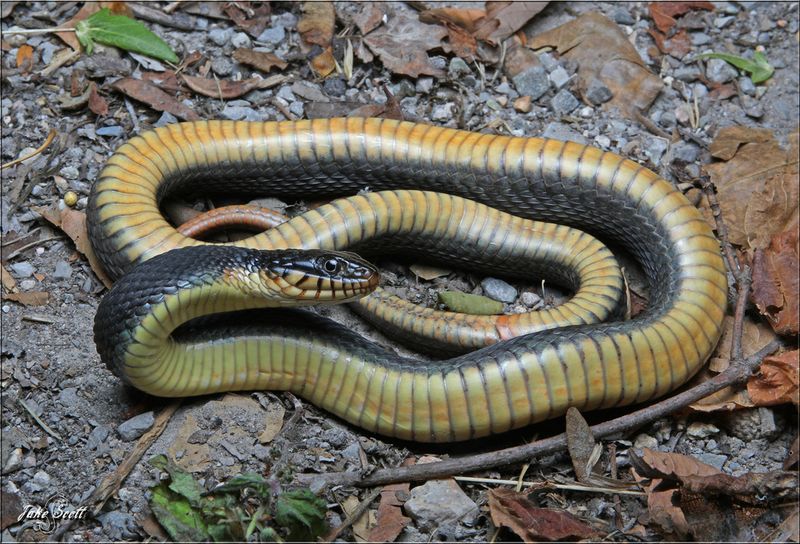 Yellow-Bellied Swimmer: Plain-Bellied Water Snake