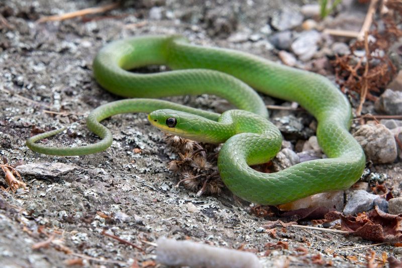 Smooth Snake: The Stiff Imitator