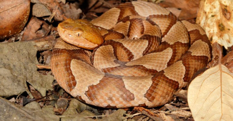 Copperhead Snakes On The Rise In Georgia: How To Keep Them Out Of Your Yard This Summer