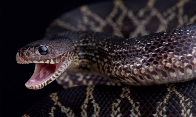 Venom Factor