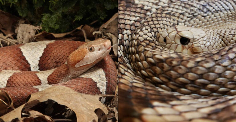 Copperhead Vs. Pine Snake: What Are The Differences?
