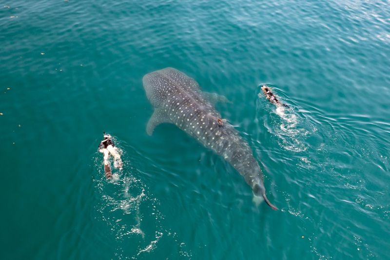 Tourism Crowds Put Stress On Wildlife