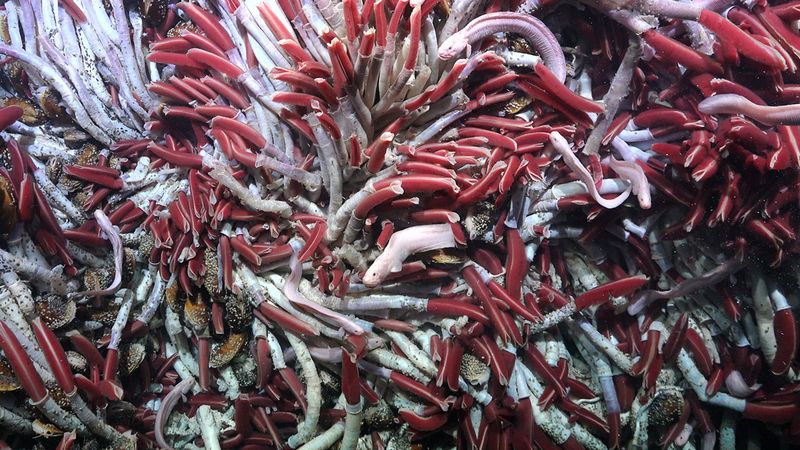 Life Around Hydrothermal Vents