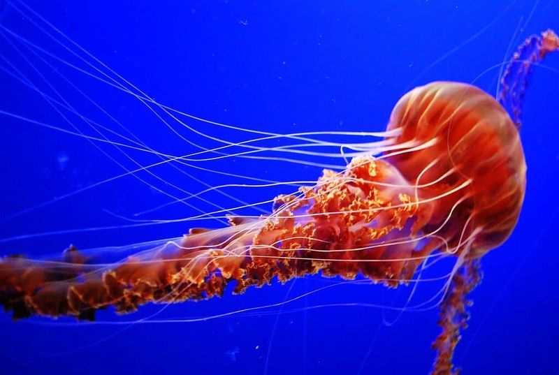 Box Jellyfish