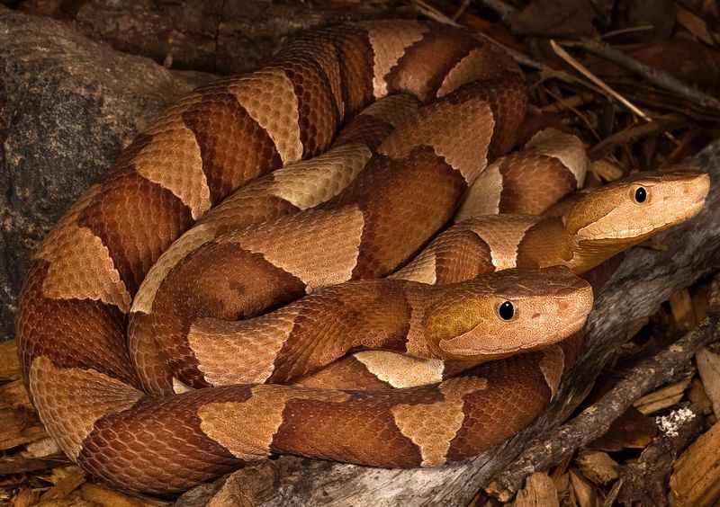 Broad-banded Copperhead
