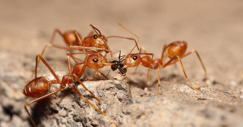 Fire Ants