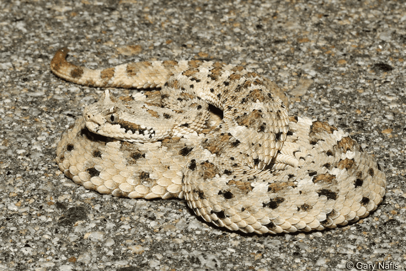 Western Diamondbacks: Sidewinder Surprises