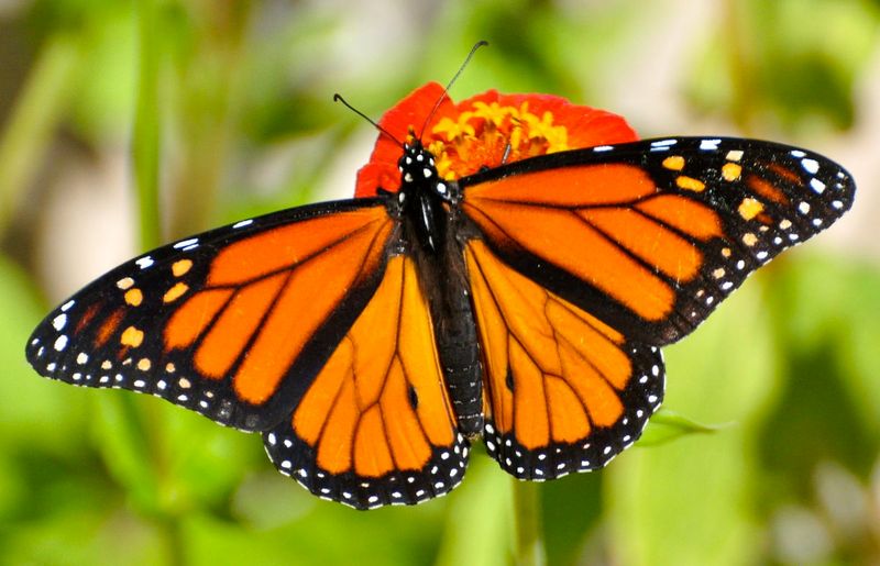 Monarch Butterfly: Toxic Beauty On Wings