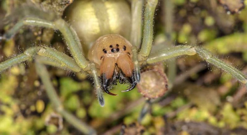 Yellow Sac Spider