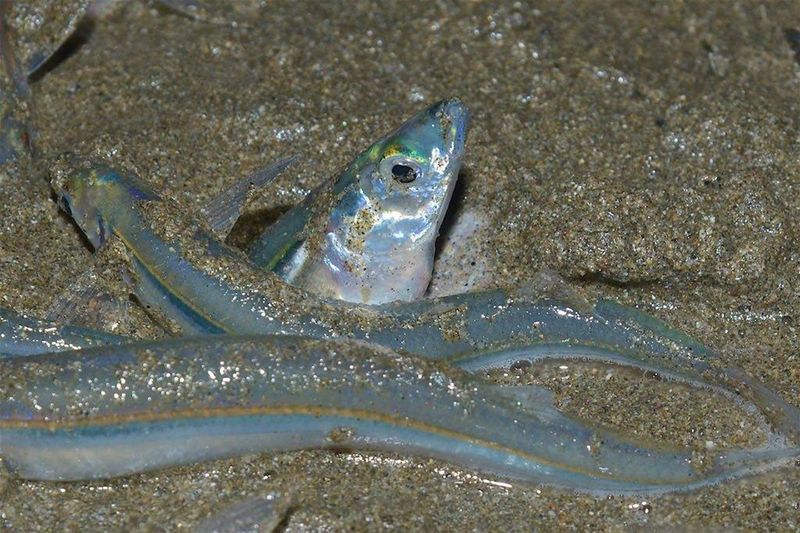 Grunion's Silvery Beach Dance