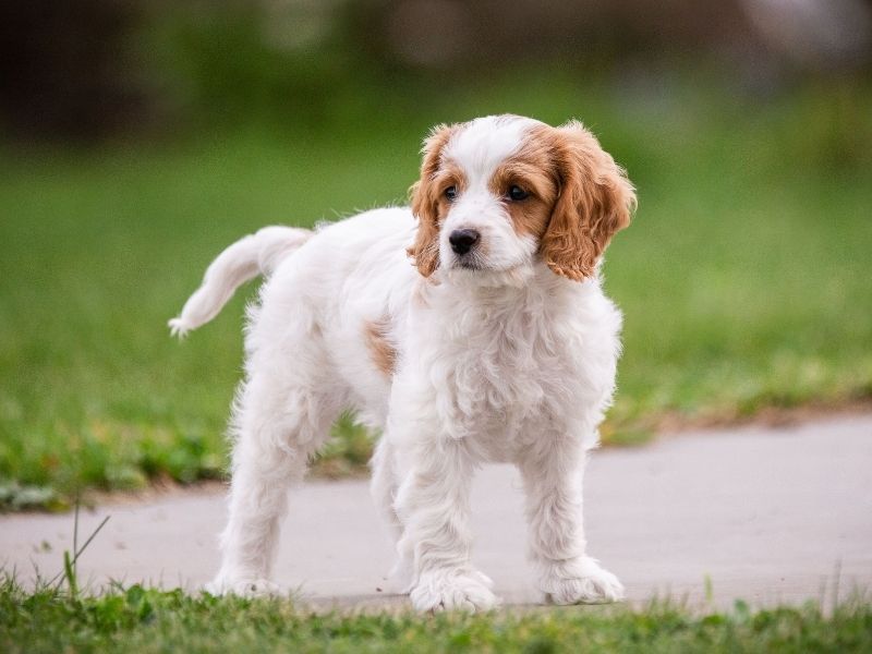 Cavachon