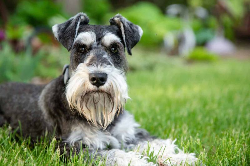 Miniature Schnauzer: The Bearded Genius