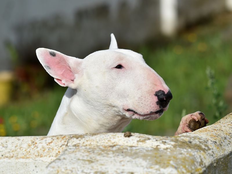 Bull Terriers