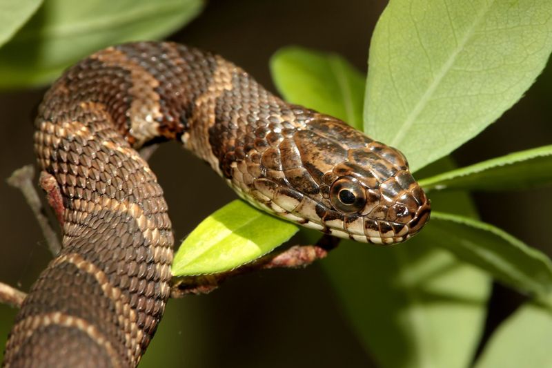 Northern Water Snake