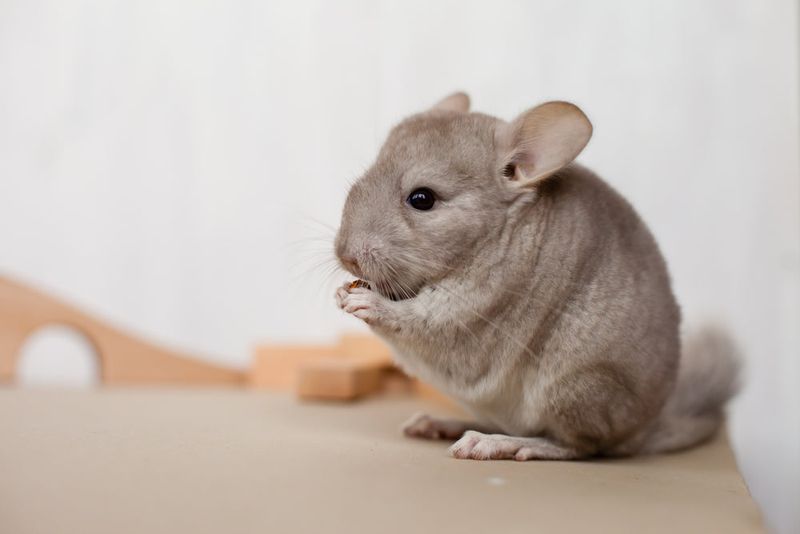Chinchillas 