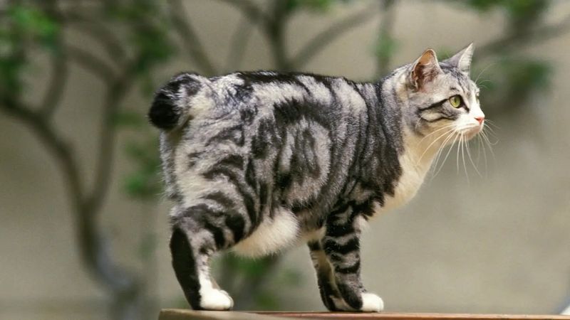 Japanese Bobtail: Lucky Charms With Bunny Tails