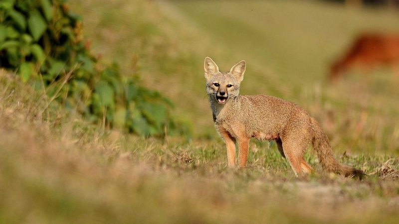 Bengal Fox: India's Grassland Guardian