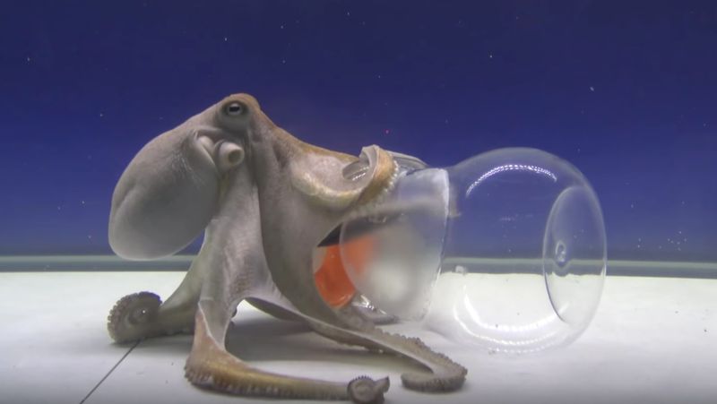 Octopuses: Eight-Armed Problem Solvers