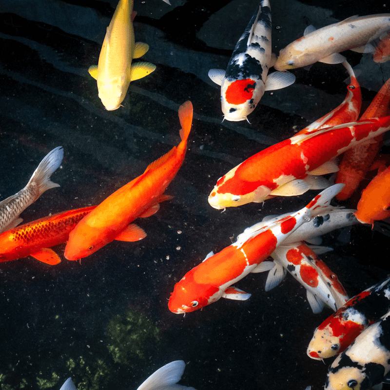 Koi: The Outdoor Survivors