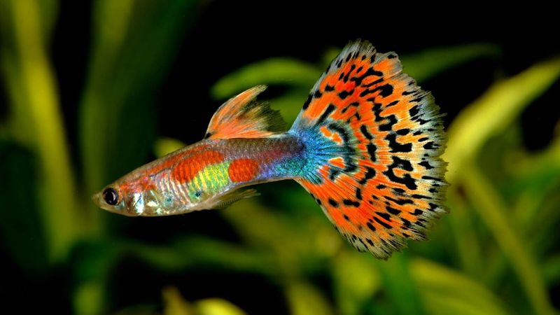 Guppy