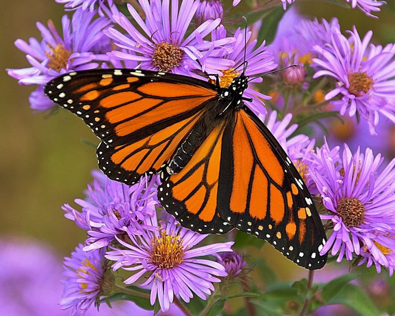 Aster