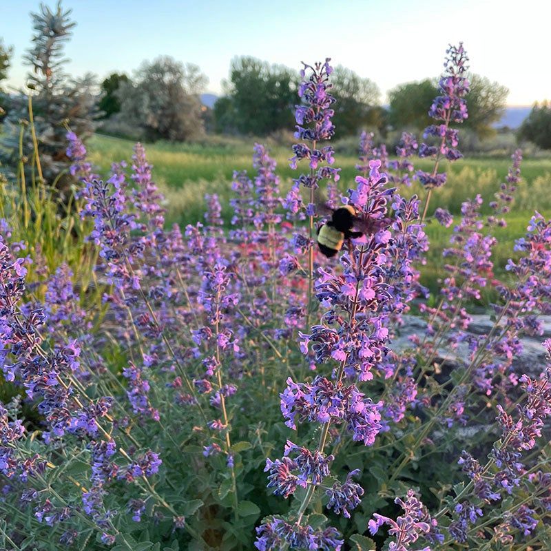 Catmint: Long-Blooming Wonder