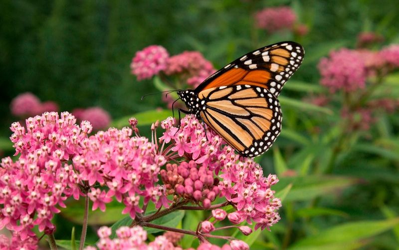 Milkweed (Asclepias)