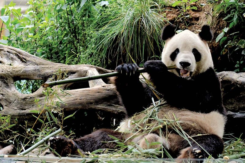 China's Giant Panda Legacy