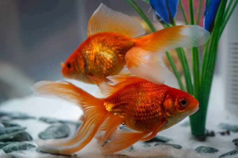 Incompatible Tank Mates