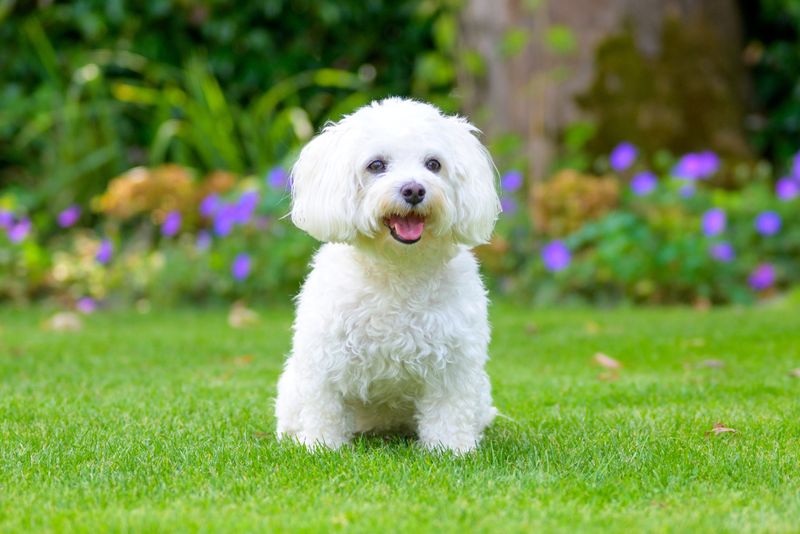 Havanese