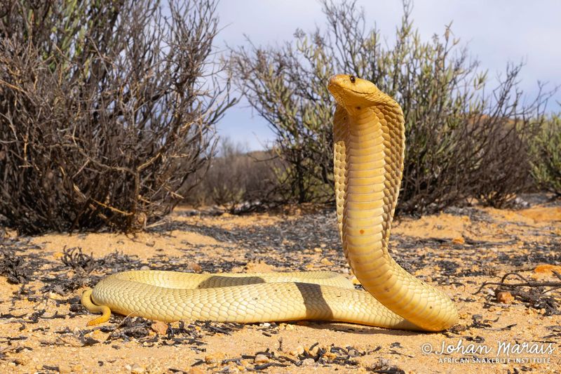 Cape Cobra – The Curious Investigator